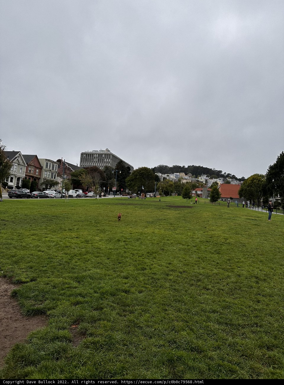 Cars in the Meadow