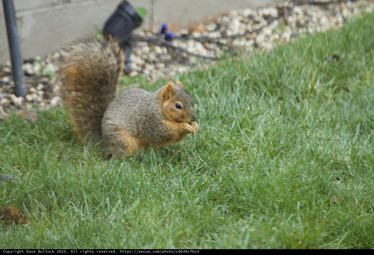 Fox Squirrel Munching Food on Suburban Lawn