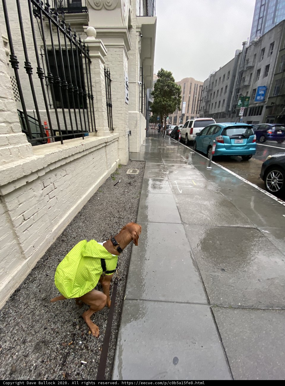 Urban Canine on Safety Duty