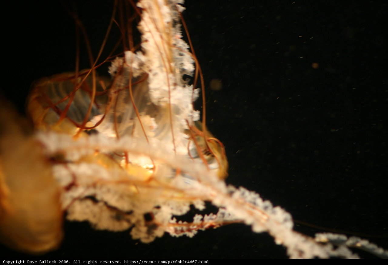 Graceful Jellyfish