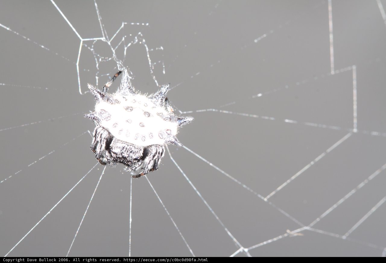 Diamondback Garden Spider