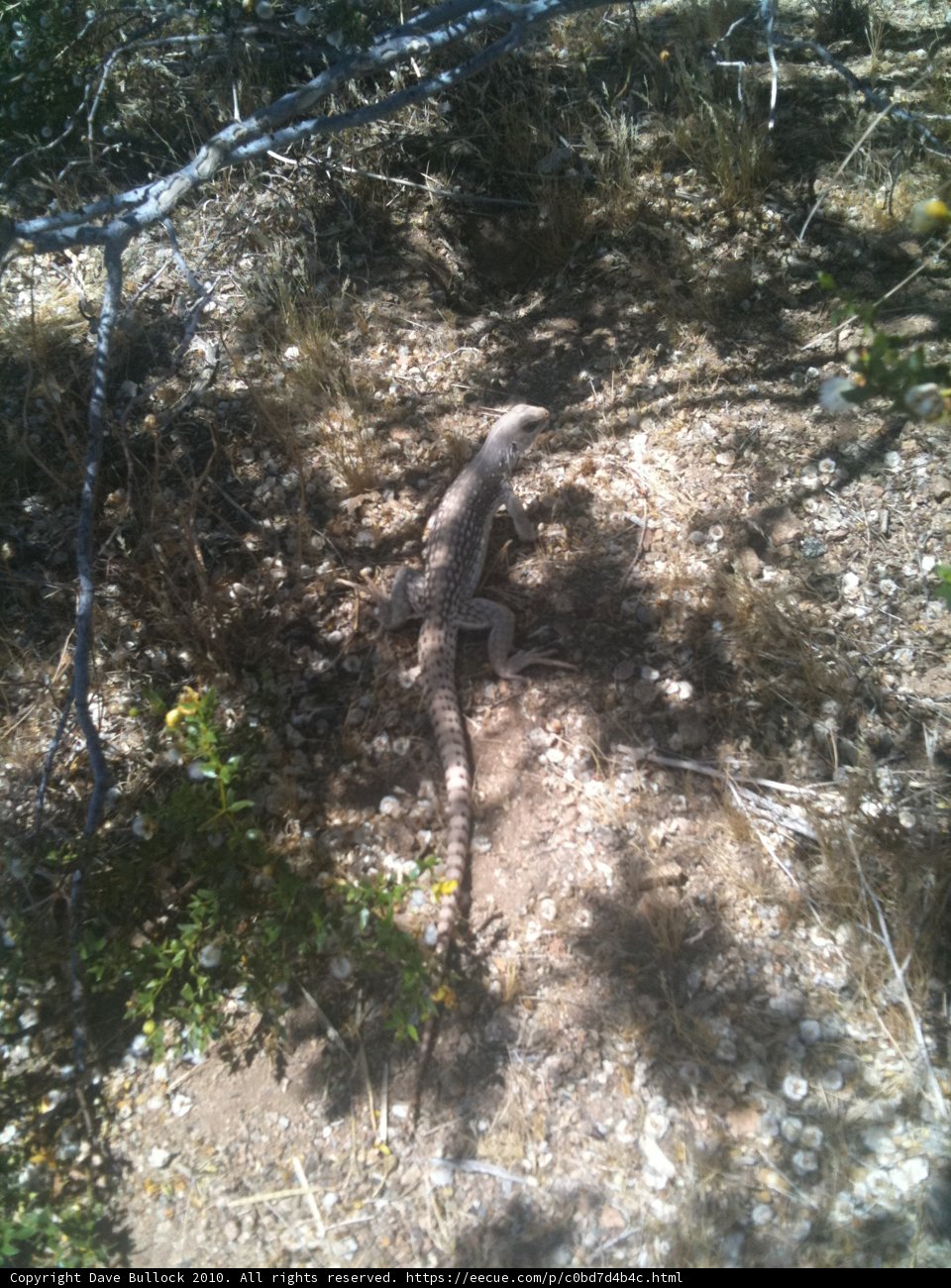 Lizard in the Shade