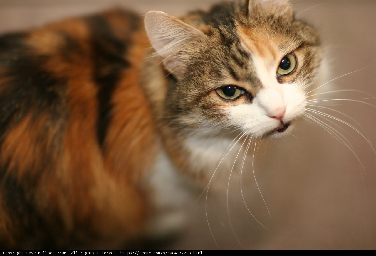 Striped Manx Cat
