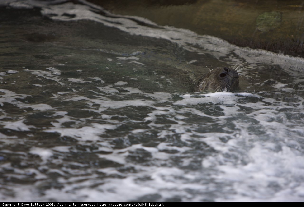 Graceful Seal in the Wild