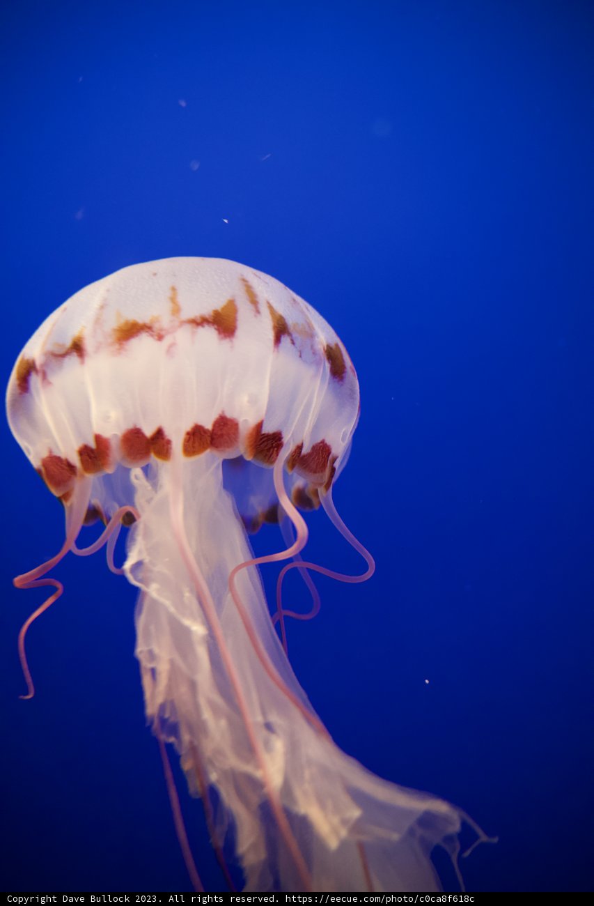 Ethereal Encounter at Monterey Bay