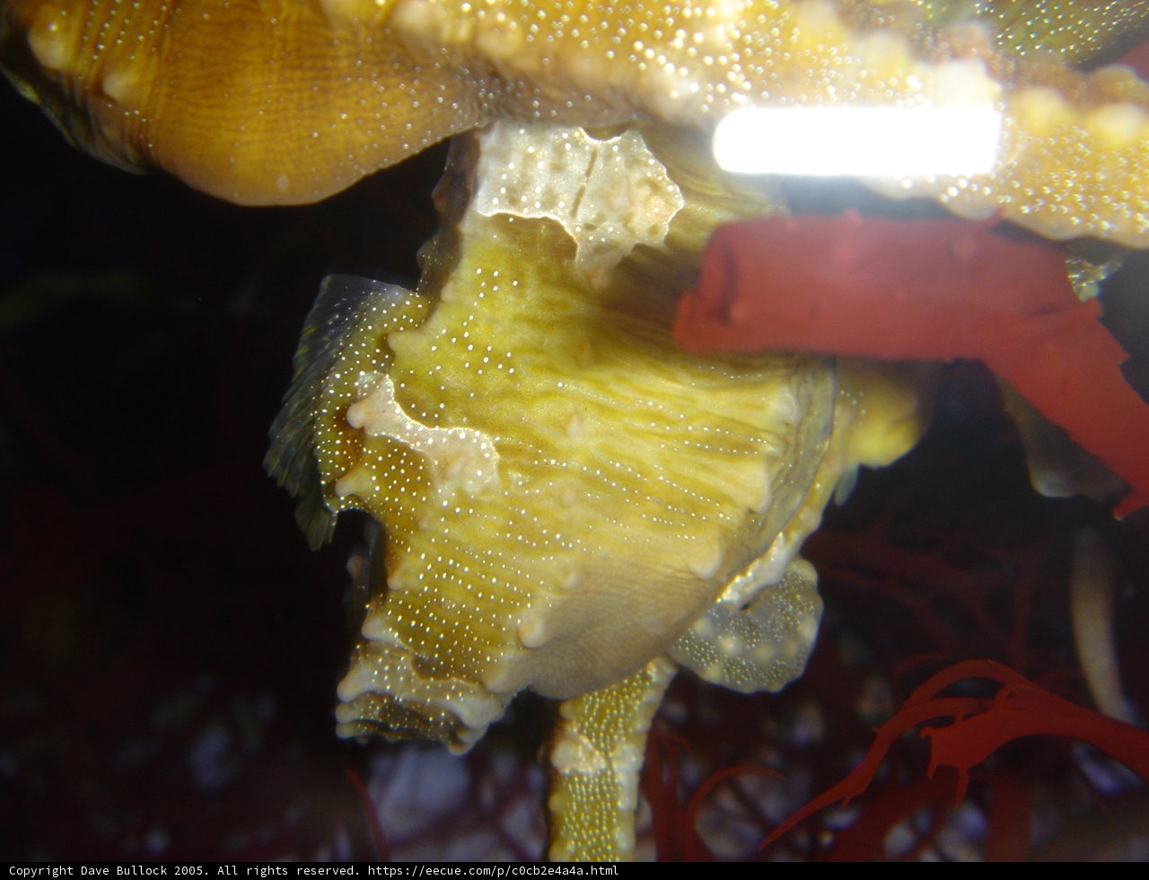 Golden Beauty Underwater