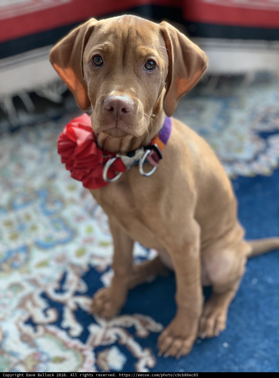 Flower Power Pup