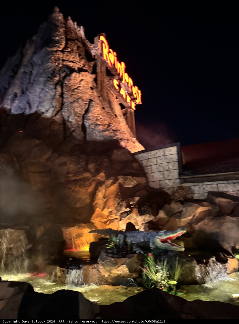 Night at the Rainforest