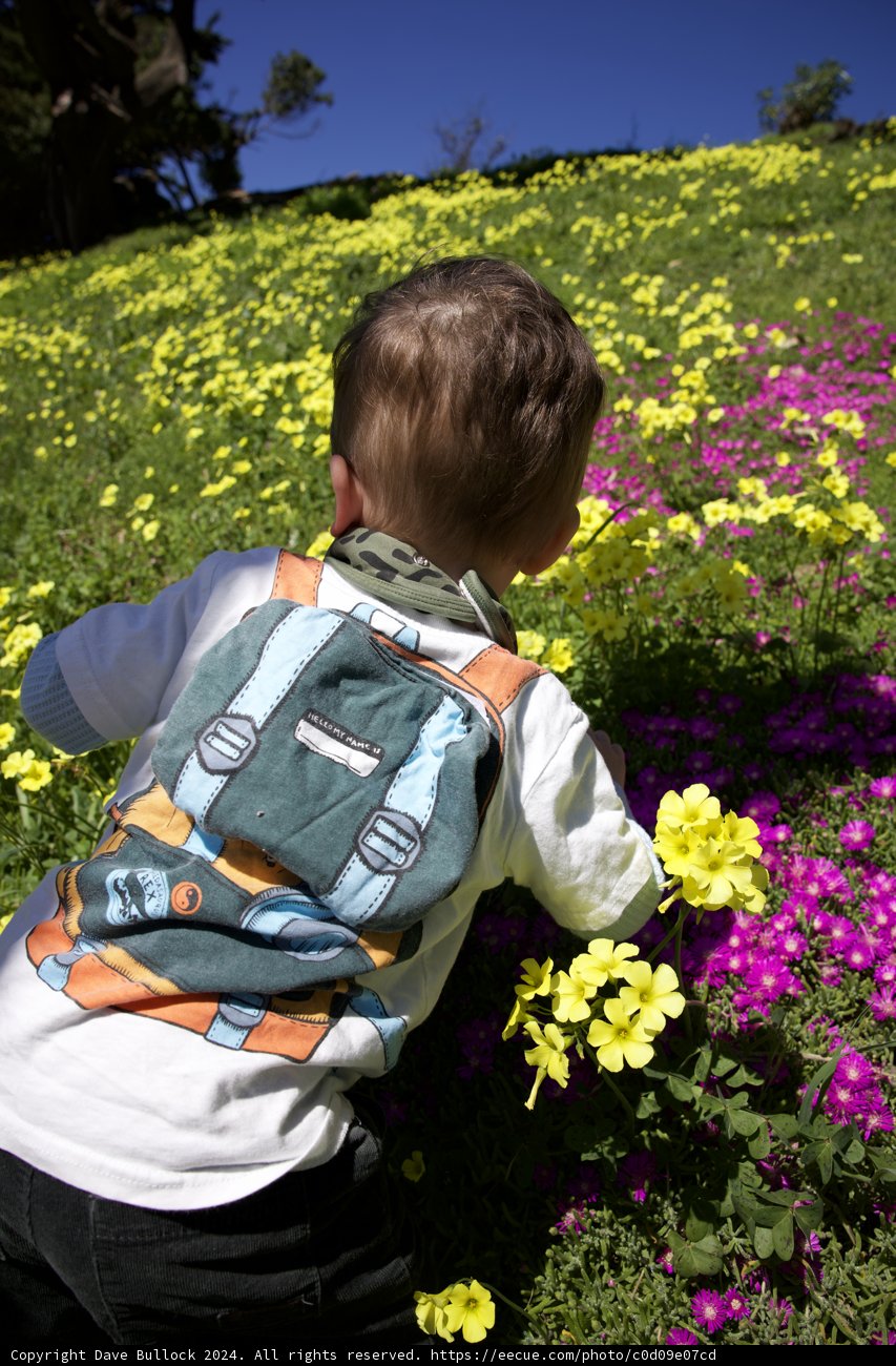 Portrait of Innocence Amidst the Blossoms