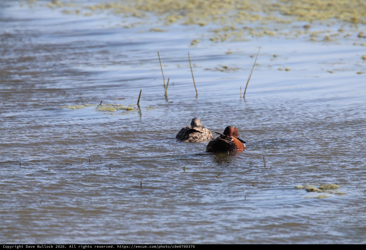 Pair of Cinnamon Teal Ducks Resting in Wetland Shallows