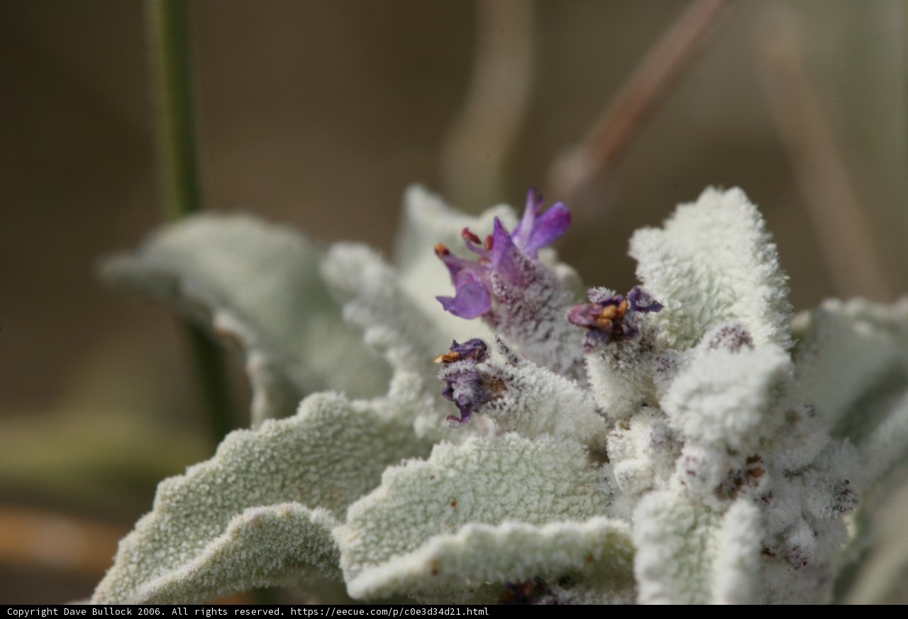 Purple Flower in the Desert