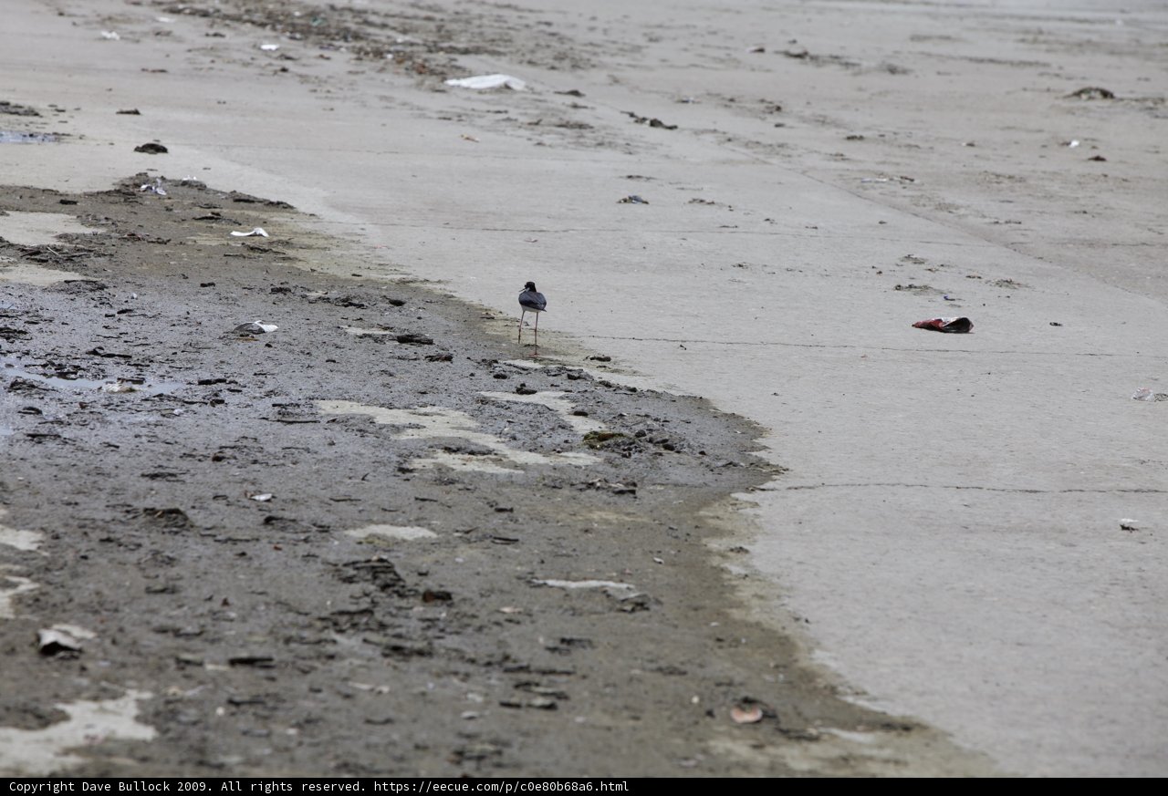 Solitary Bird on a Sullied Shoreline