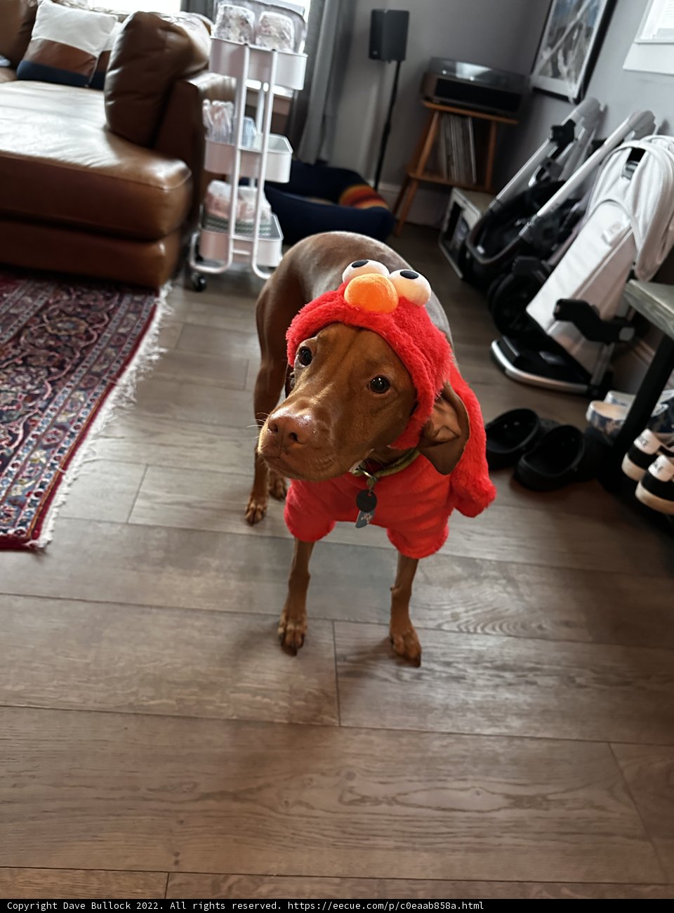 Bird Dog