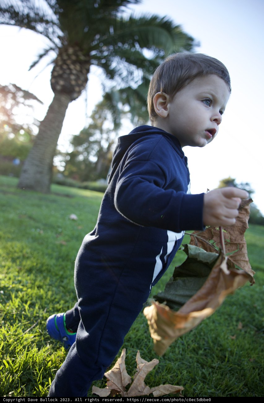 Playful Afternoon Among the Leaves