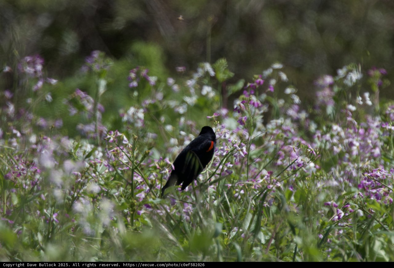 Spring Serenade in Bloom