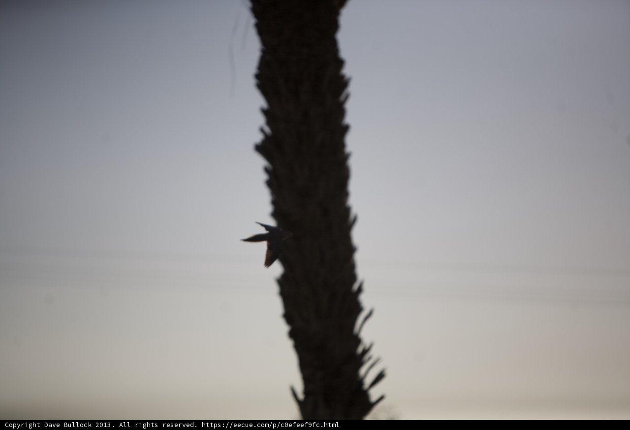 Tranquil Hummingbird on Palm Tree