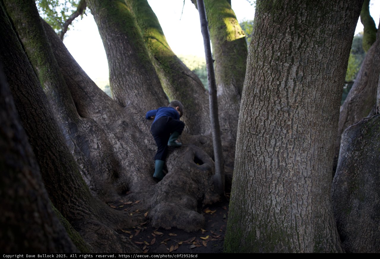 Climbing Among Giants