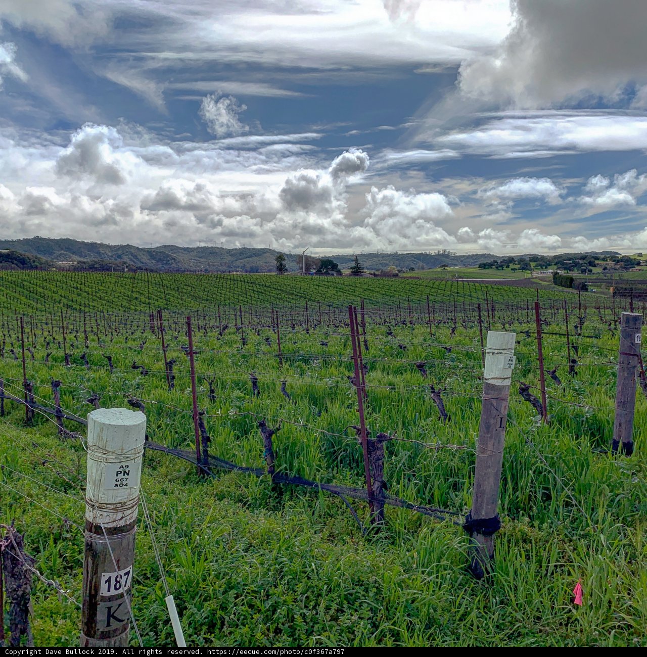 Rolling Hills Vineyard