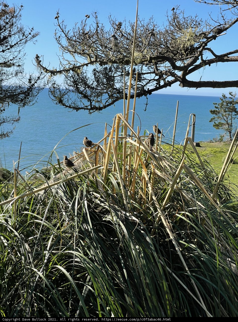 Coastal Bird Perched on Branch