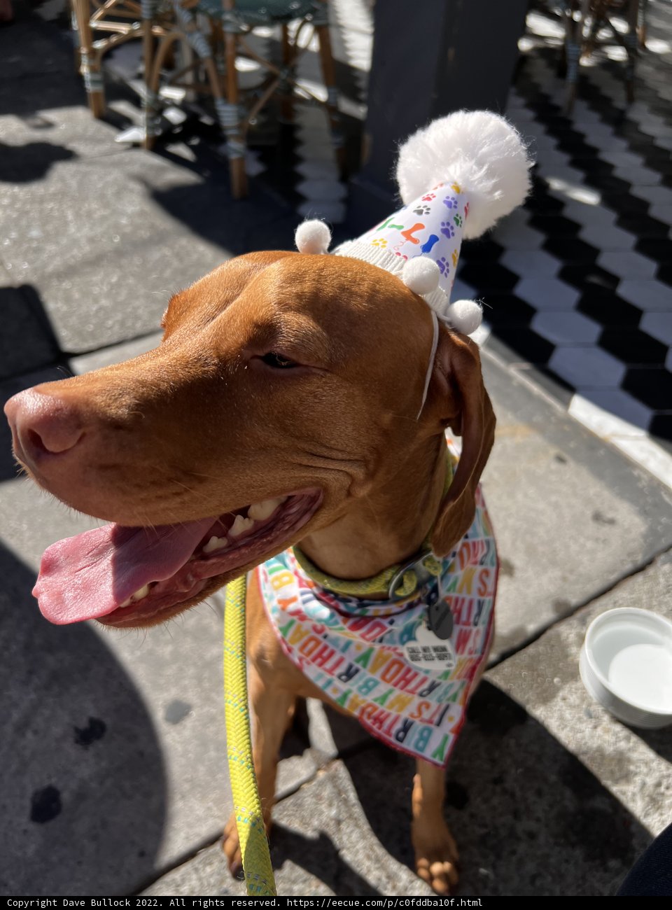 Birthday Pupper on a Leash