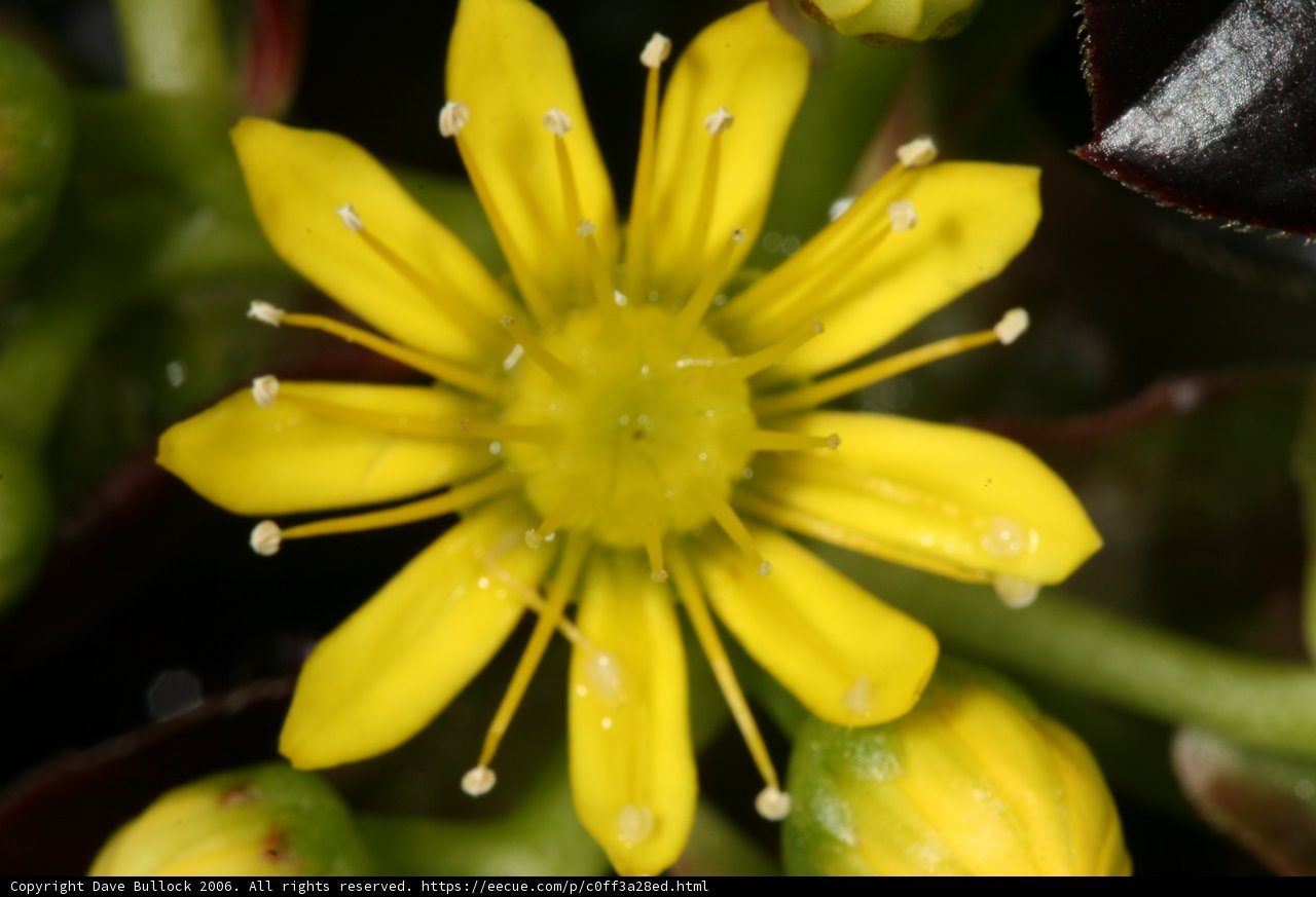 A Close-up of a Yellow Flower