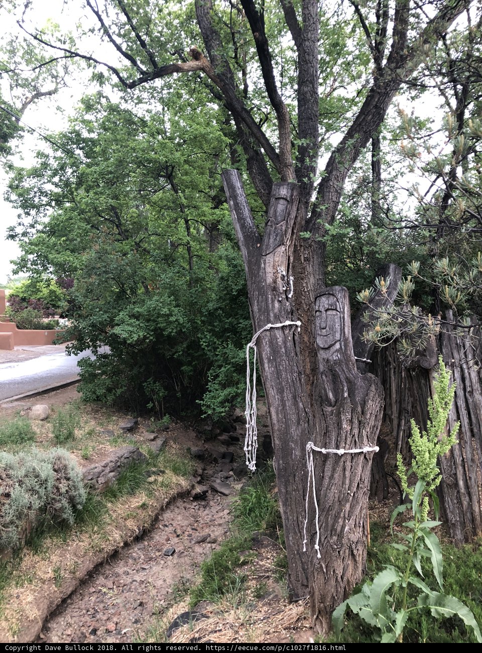 The Tethered Tree
