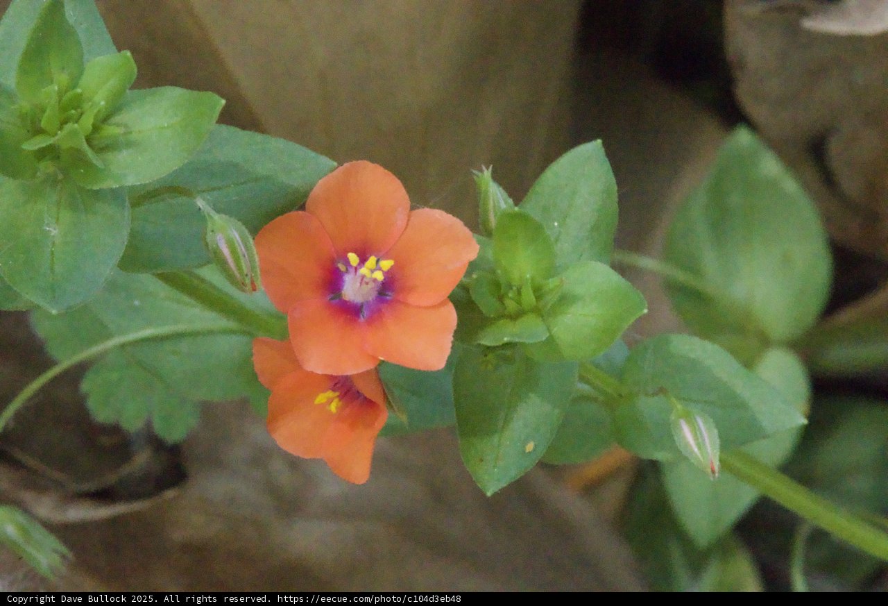 Vibrant Blossoms of Palo Corona