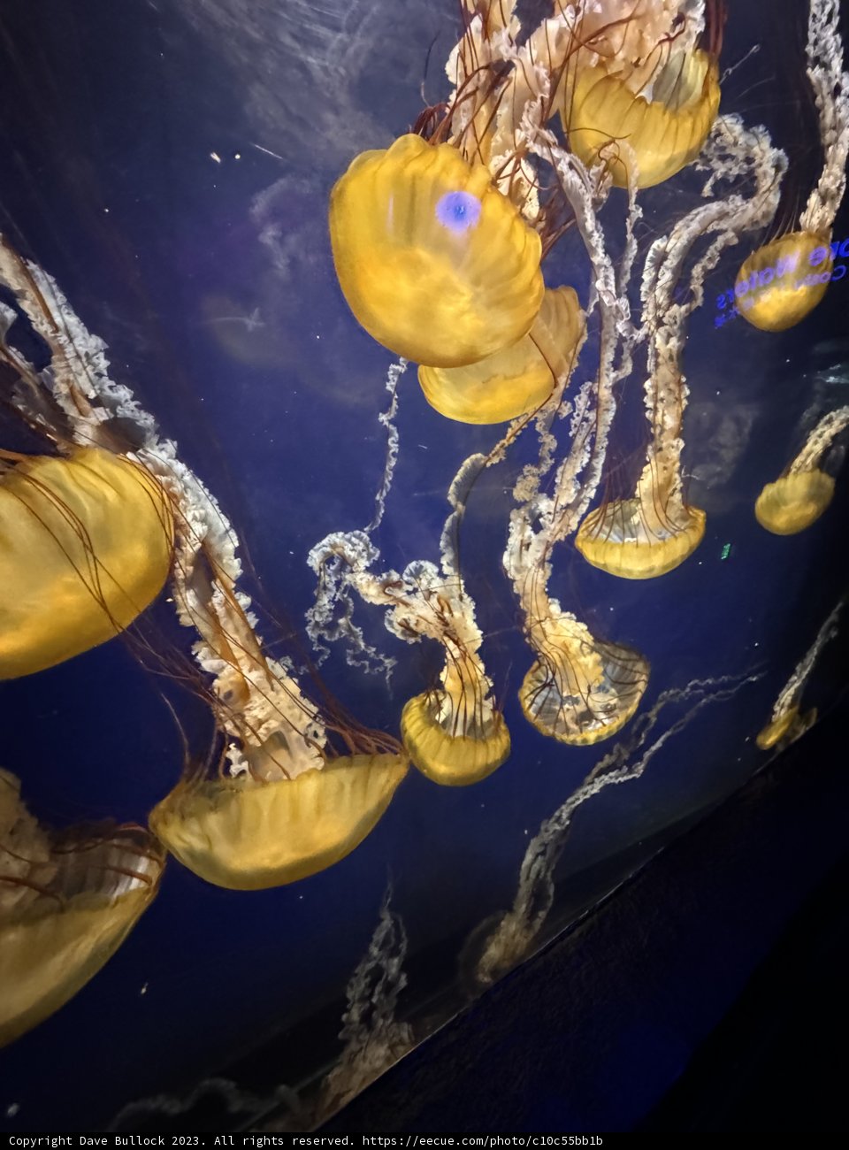 Graceful Jellyfish Dive at the Aquarium of the Bay