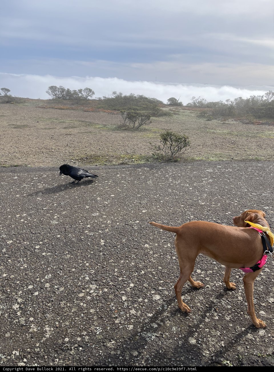 A Canine and A Bird on The Road to Adventure