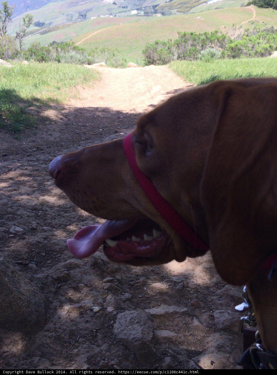 Hound Dog on the Hill