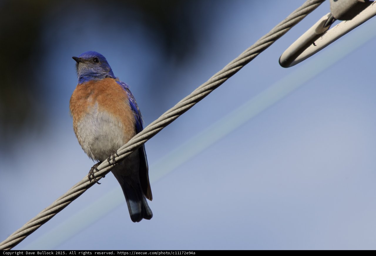 A Tranquil Perch