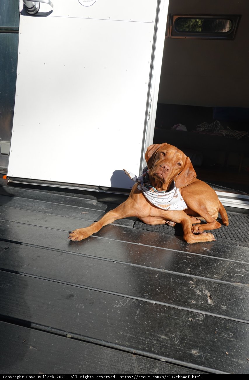 Trailer Pup