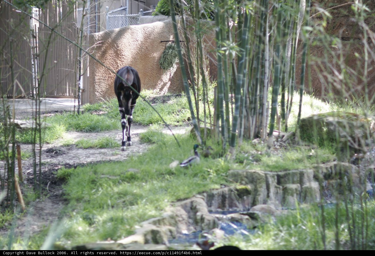 Majestic Giraffe Strolling Through the Zoo