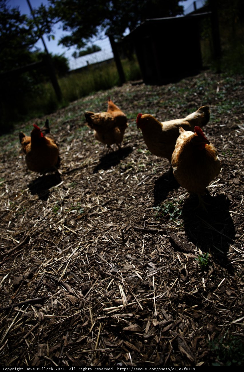 Chicken Brigade in Regenerative Agriculture Class
