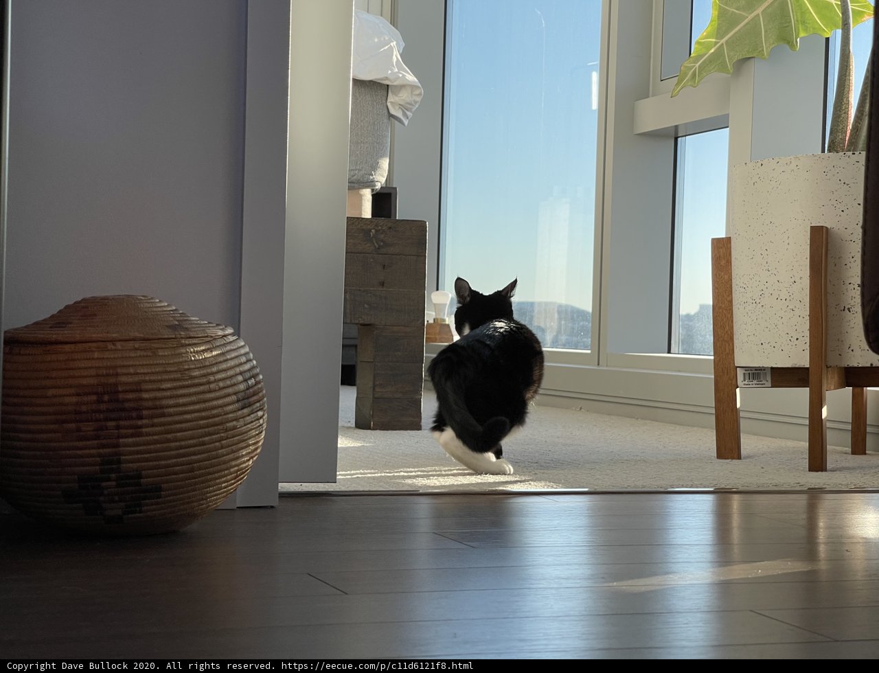 The Elegant Black and White Feline Explores the Hardwood Floor