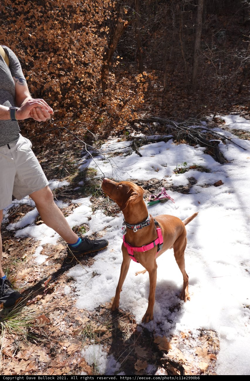 Snowy Frisbee Fun with Furry Friend