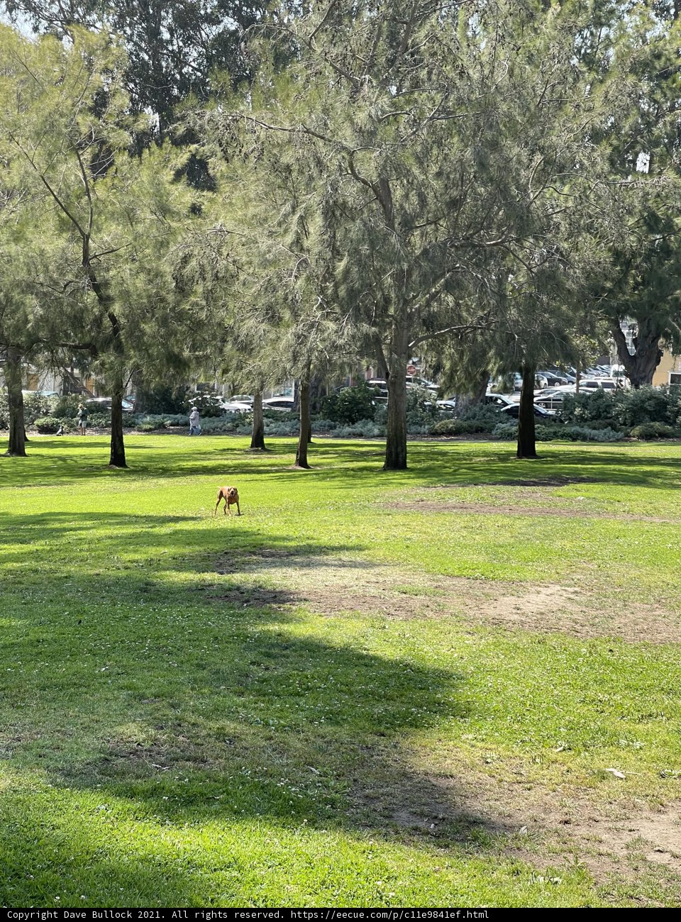A Dog's Scenic Walk in Jefferson Square