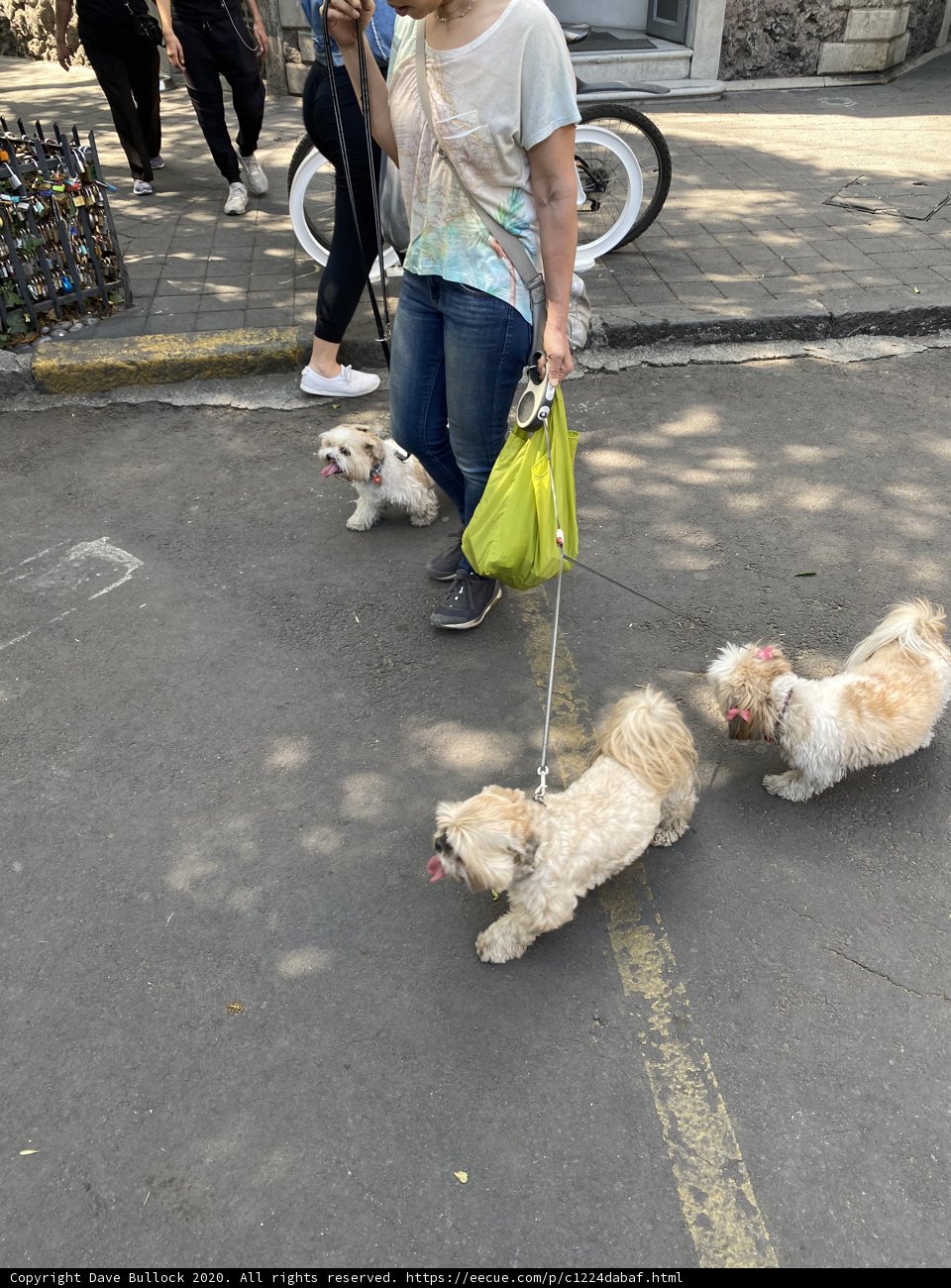 Urban Dog Walking