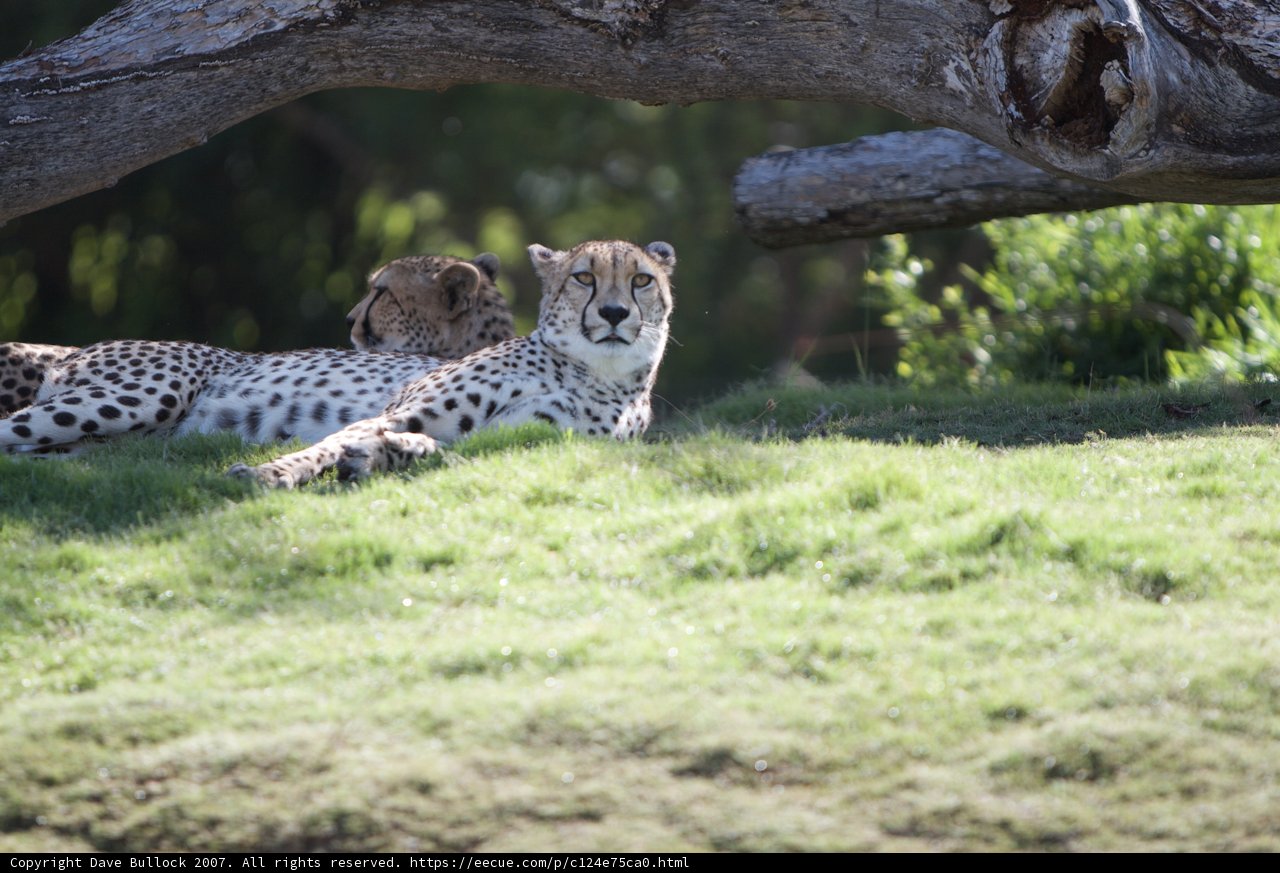 Graceful Predators at Rest