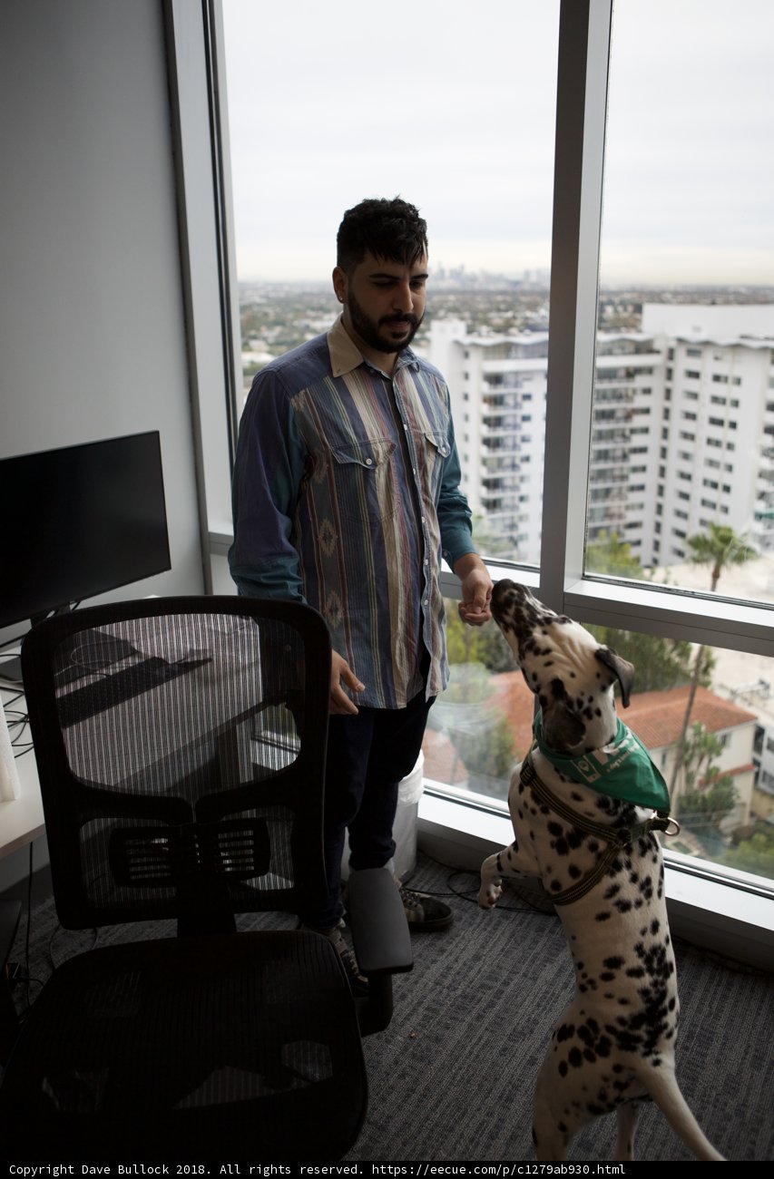Man and his Furry Companion at Work