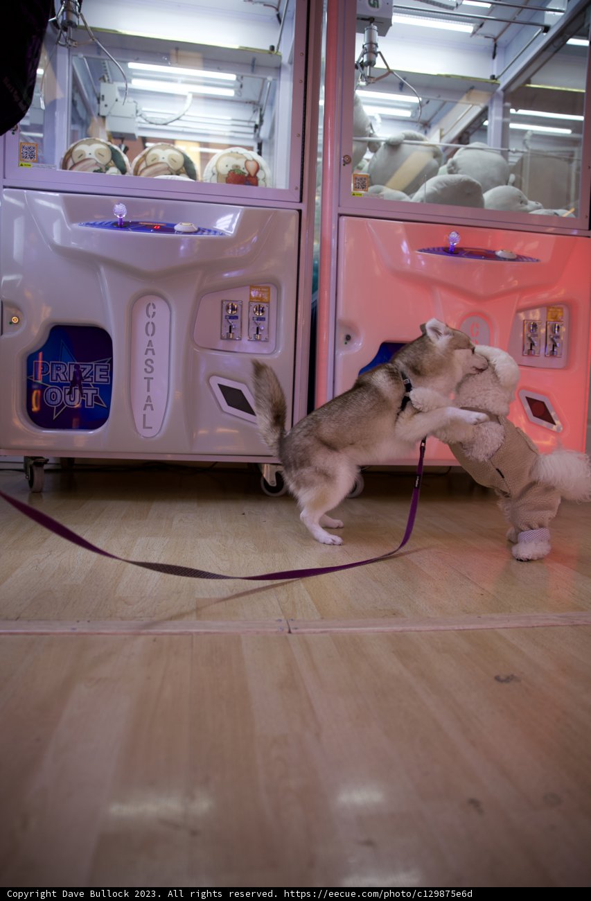 A Playful Day in Japan Town: Skyela the Husky