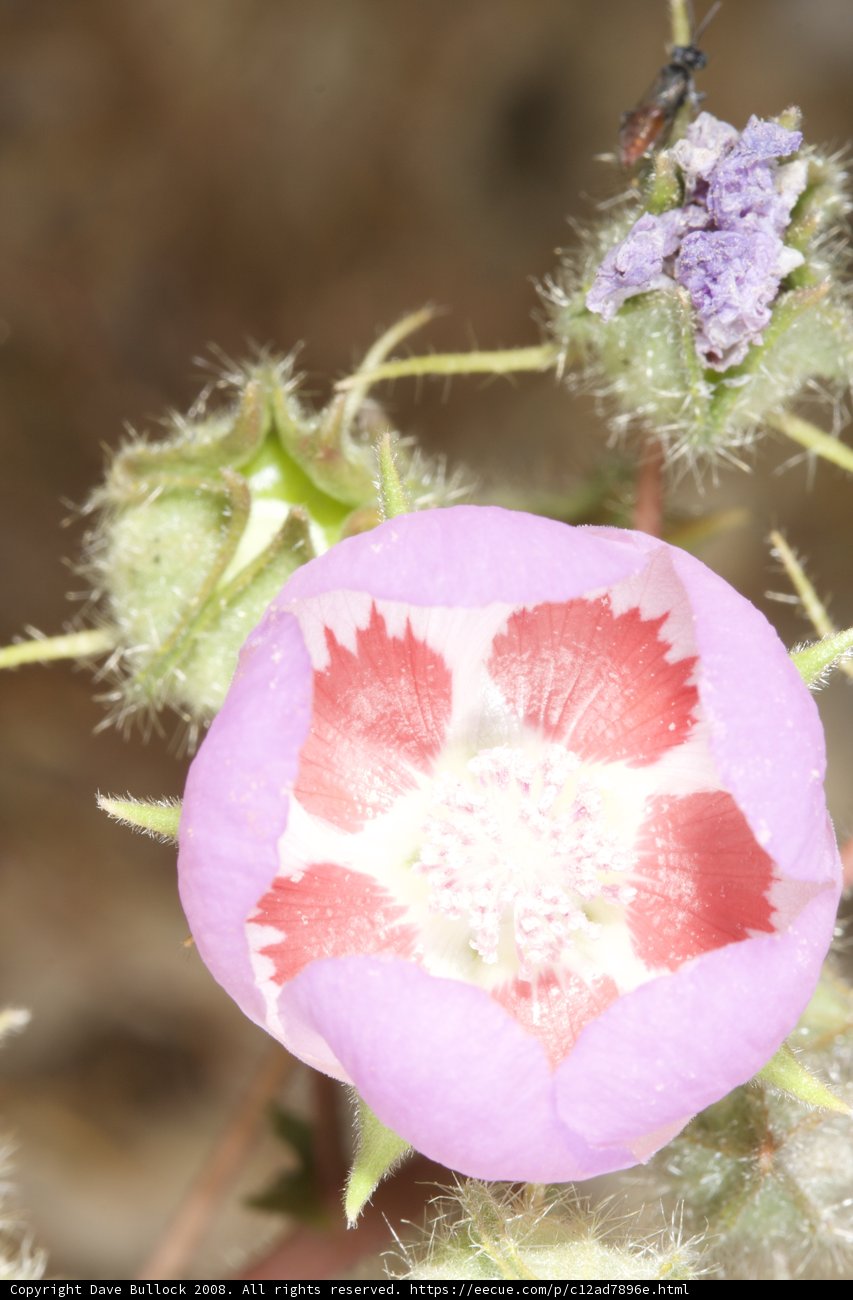 Desert Geranium