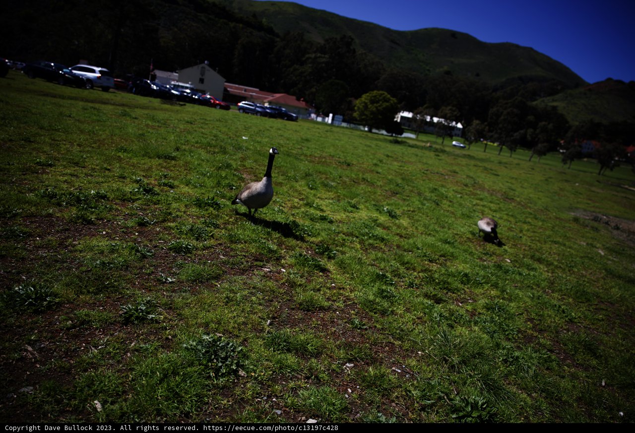 Geese Grazing in Twilight Mountain Valley