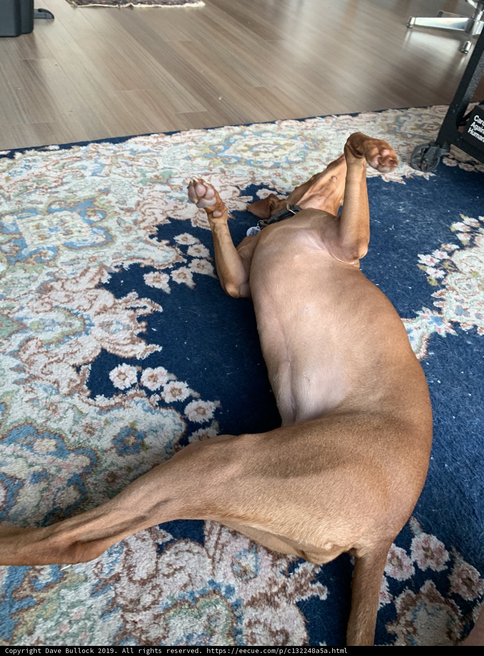 Relaxing on Hardwood Flooring