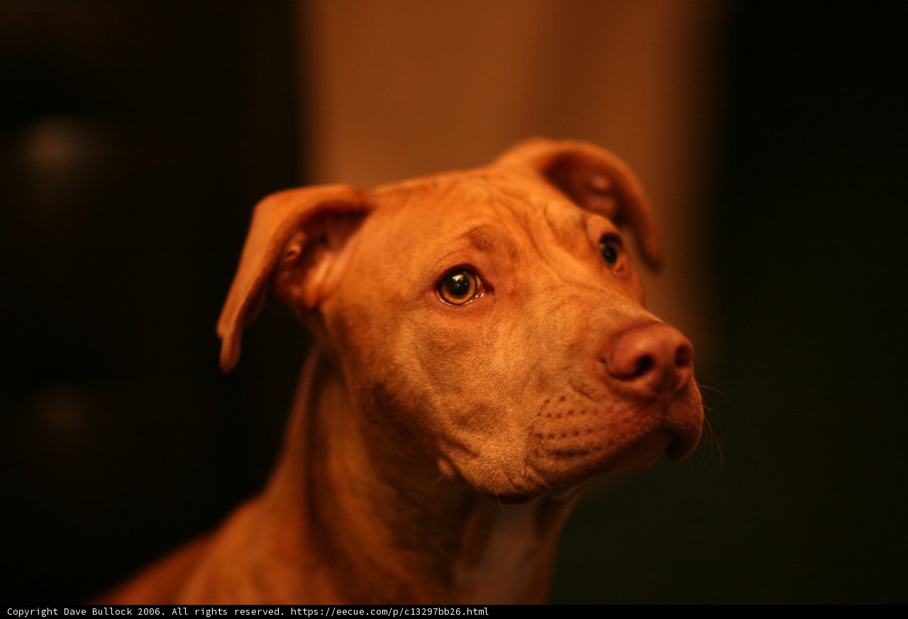 Brown Dog Poses for the Camera