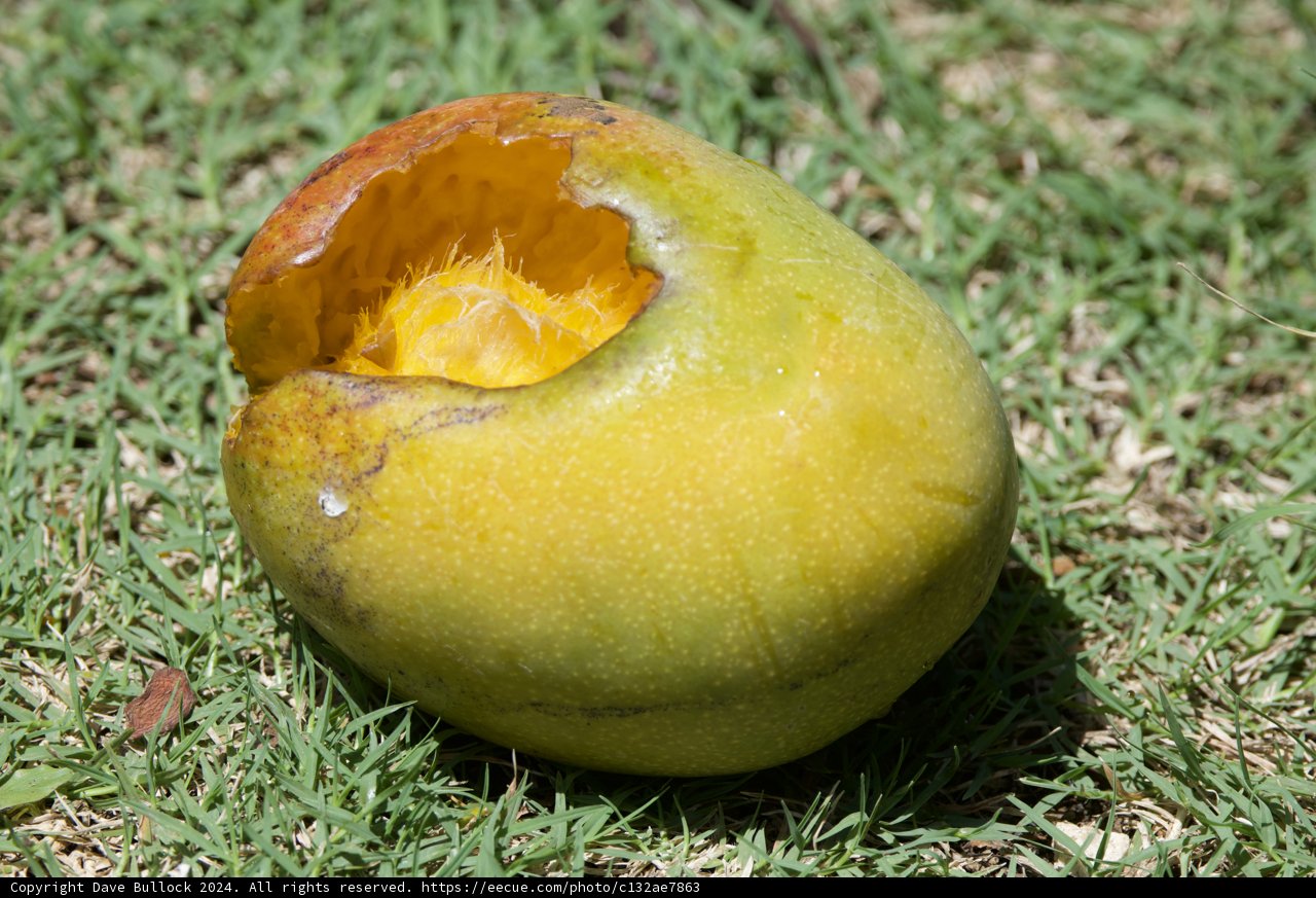 Nature's Banquet: Citrus in the Grass