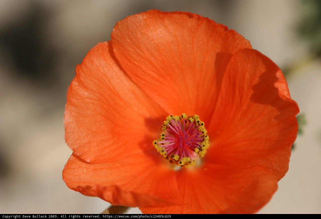 Vibrant Orange Geranium Flower