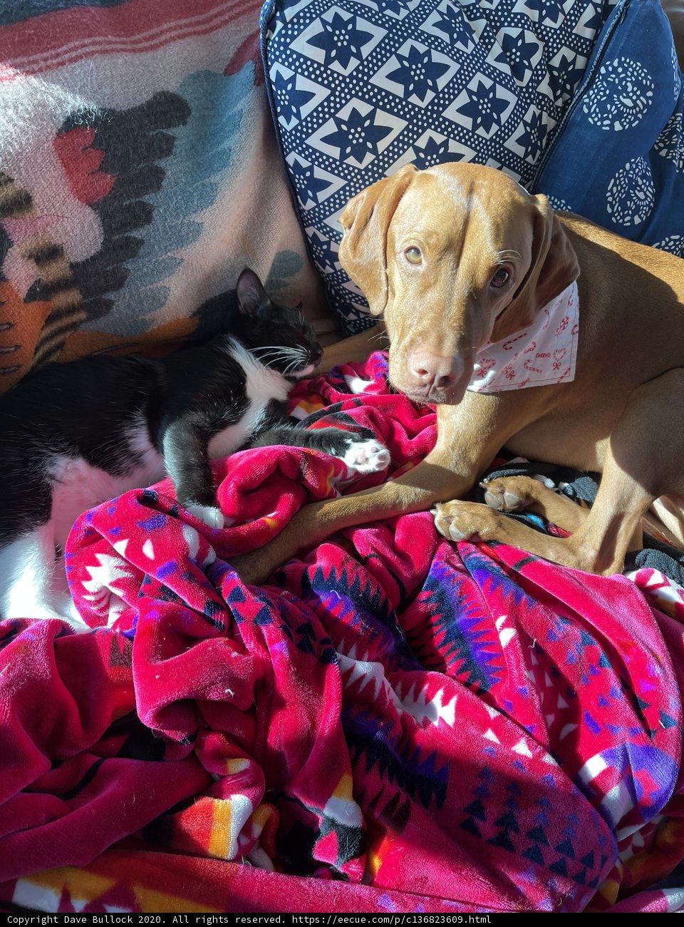 Canine and Feline Cuddles