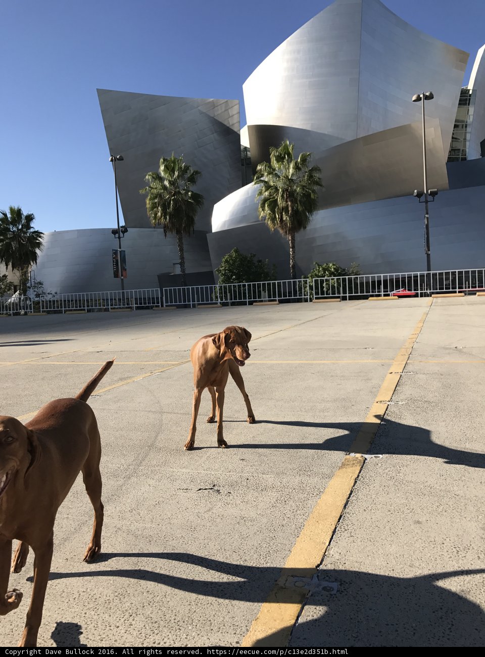 Canine Friends on a California Adventure
