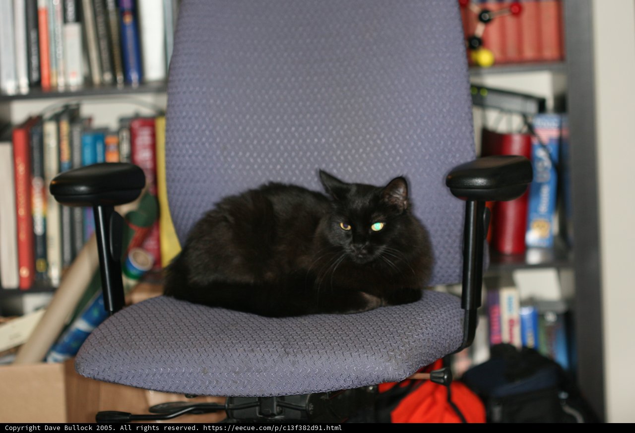 Feline Reading Nook